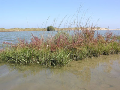 Salicornia veneta Pign. et Lausi