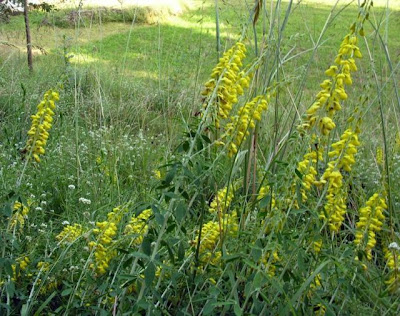 Citiso scuro