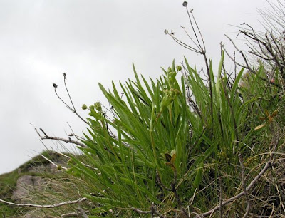 Bupleurum stellatum,
Bupleuro stellato