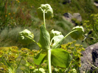 Bupleurum stellatum,
Bupleuro stellato