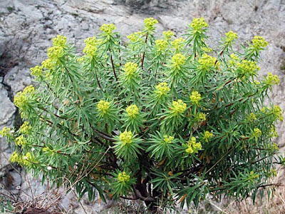 Euforbia arborescente