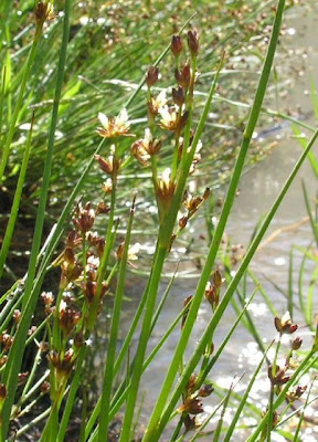 Juncus alpinoarticulatus,
alpine rush,
Giunco alpino,
northern green rush