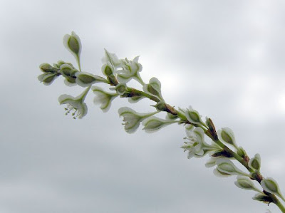 Fallopia baldschuanica,
,
Bukhara fleeceflower,
mile-a-minute-vine,
Poligono del Turkestan