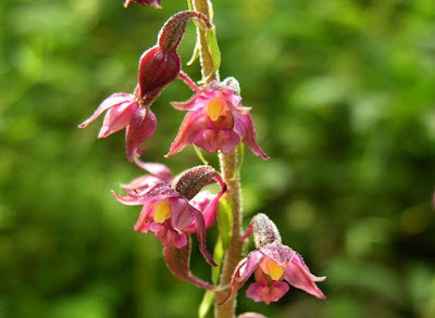 Dark Red Helleborine Dark Red Helleborine