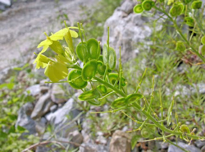 Chicory Leaved Buckler Mustard