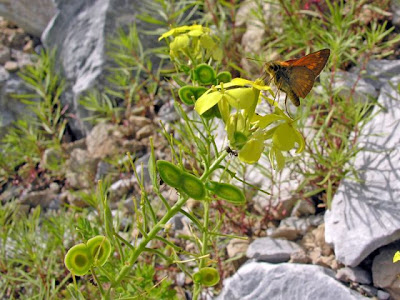 Chicory Leaved Buckler Mustard