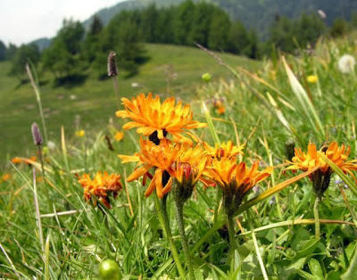 Radicchiella aranciata
