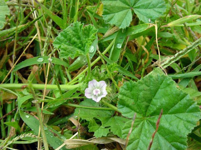 Dwarf mallow