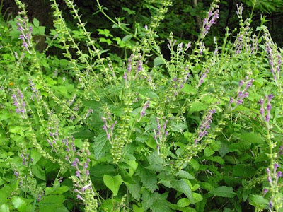 Scutellaria columnae All.
