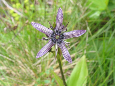 Alpinebog swertia Alpinebog swertia