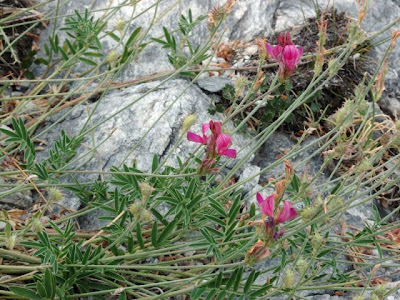Mountain Sainfoin