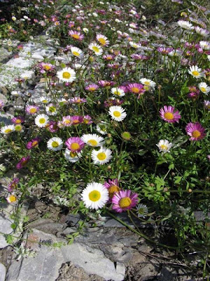 CÚspica karvinskiana CÚspica karvinskiana