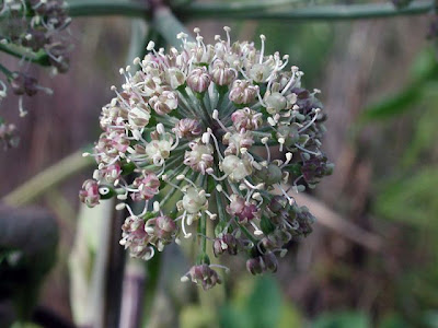 Angelica selvatica Angelica selvatica