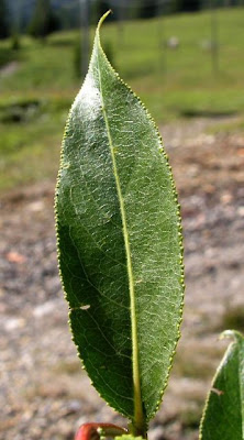 Salice odorosa