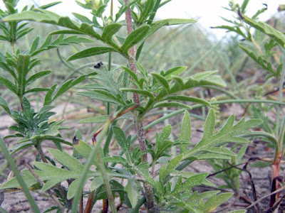 Ambrosia maritima L.