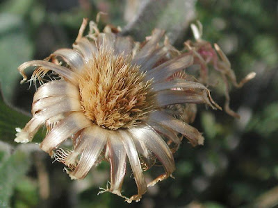 Centaurea montisborlae