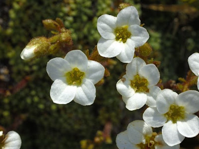 Blue Saxifrage Blue Saxifrage