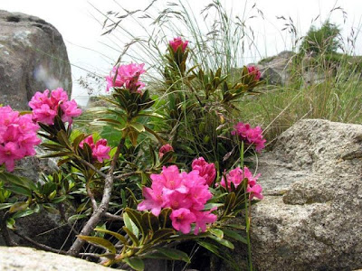 Alpine-rose Alpine-rose