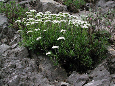 Iberis sempervirens,
edging candytuft,
evergreen candytuft,
Iberide sempreverde,
perennial candytuft,
Raspo,
Tlaspo