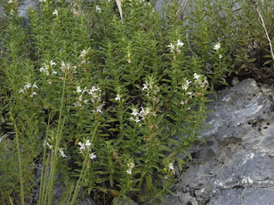 Satureja montana L.