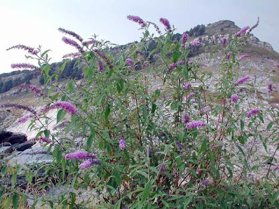 Buddleja davidii,
Buddleja,
butterfly-bush,
da ye zui yu cao,
orange eye butterflybush,
orange-eye,
Summer Lilac,
summer-lilac