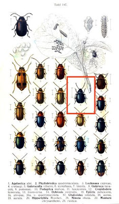 Galeruca tanaceti