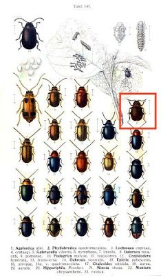 Galeruca pomonae
