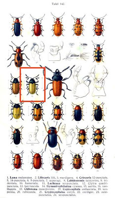 Labidostomis humeralis