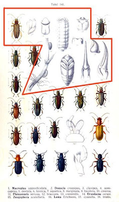 Macroplea appendiculata