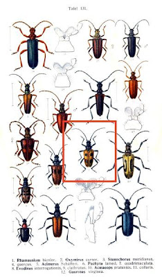 Pachyta quadrimaculata