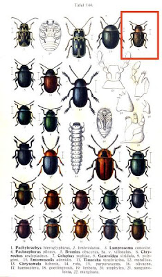 Pachnephorus pilosus