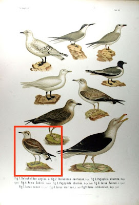 Xema ridibundum