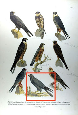 Falco ardesiacus