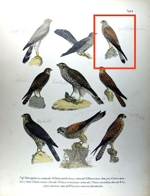 Falco cenchris
