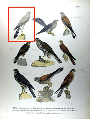 Falco gabar