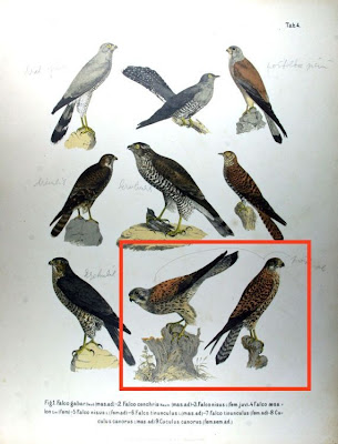 Falco tinunculus
