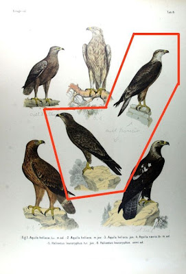 Haliaetus leucoryphus
