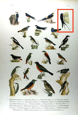 Hirondelle rustique Hirondelle rustique
