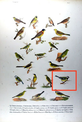 Cinciallegra Cinciallegra