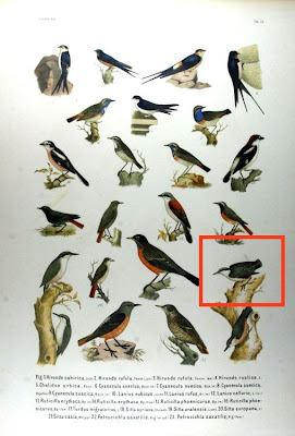 Eurasian Nuthatch