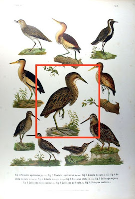 Eurasian Bittern Eurasian Bittern