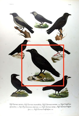 Grand corbeau Grand corbeau