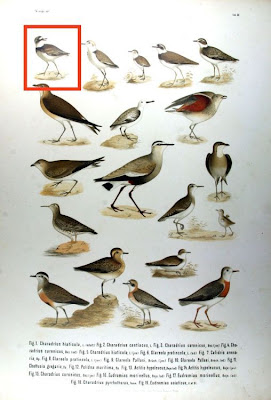 Common Ringed Plover Common Ringed Plover