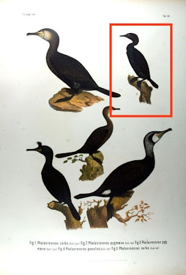 Cormoran pygmée Cormoran pygmée