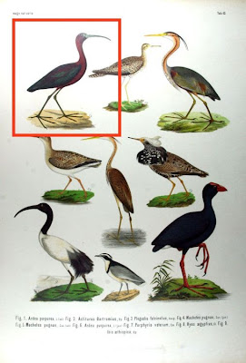 Glossy Ibis Glossy Ibis