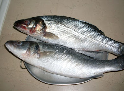 European seabass