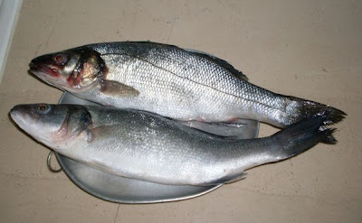 European seabass