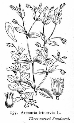 Arenaria trinervia