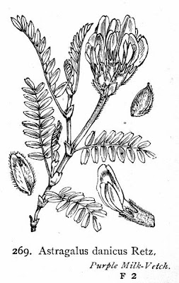 Astragalo danese