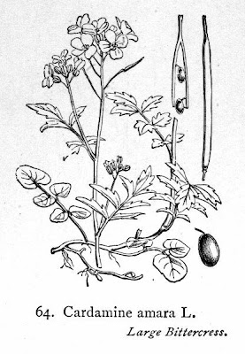 Large Bittercress Large Bittercress